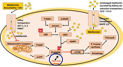 Frontiers A Critical Review Of The Evidence That Metformin Is A   718942 Thumb 400 